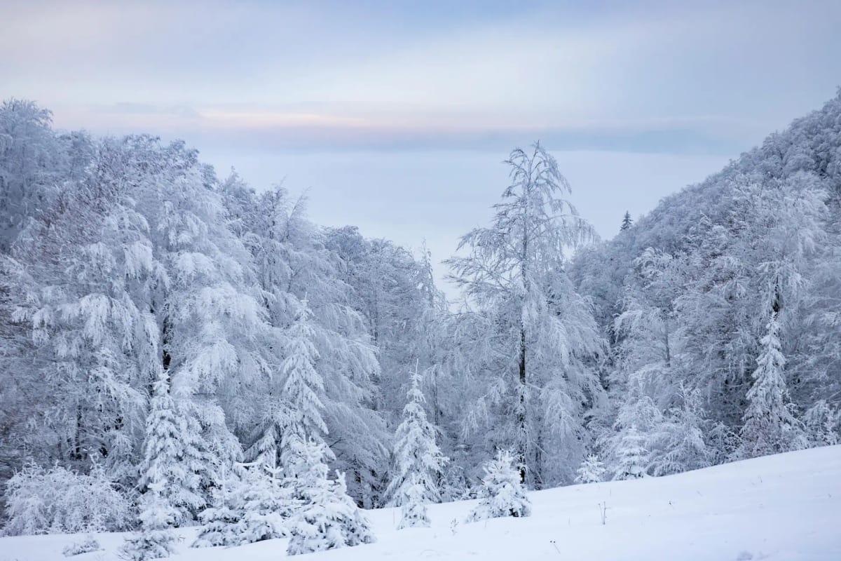 Snowy pine trees during winter in Kyrgyzstan